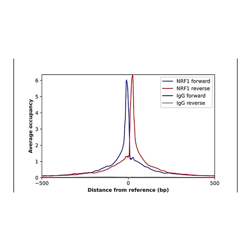 Merck Anti-NRF1 antibody produced in rabbit