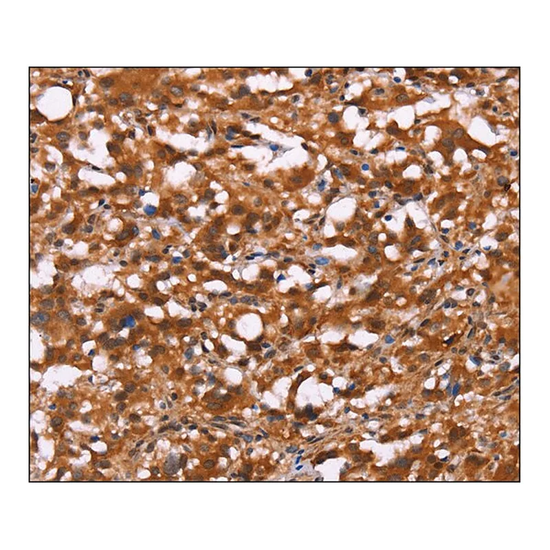 Merck Anti-BRK1 antibody produced in rabbit