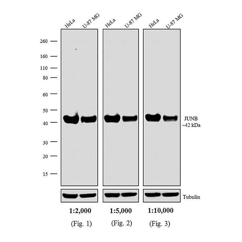 Thermo Fisher Scientific F(ab`)2-Goat anti-Rabbit IgG (H+L) Secondary Antibody, HRP