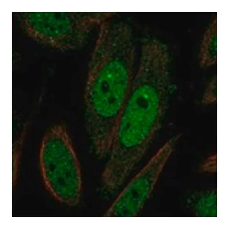 Merck Anti-TAF7L antibody produced in rabbit