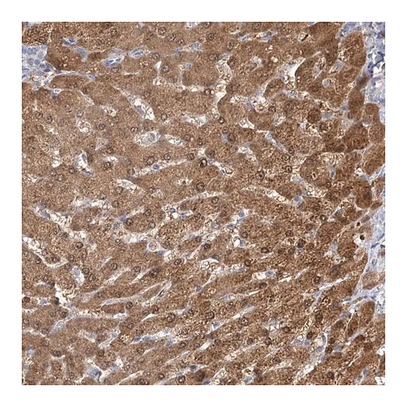 Merck Anti-CNTLN antibody produced in rabbit