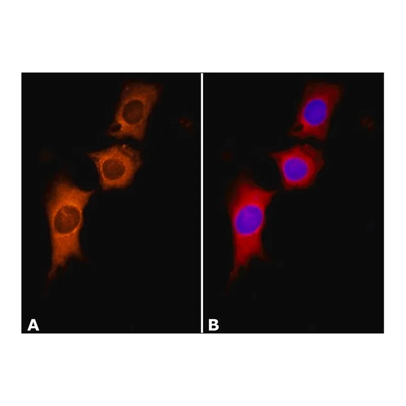 Merck Anti-Cortactin (KE-20) antibody produced in rabbit