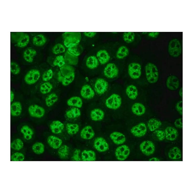 Merck Anti-Human IgG (whole molecule)-FITC antibody produced in goat