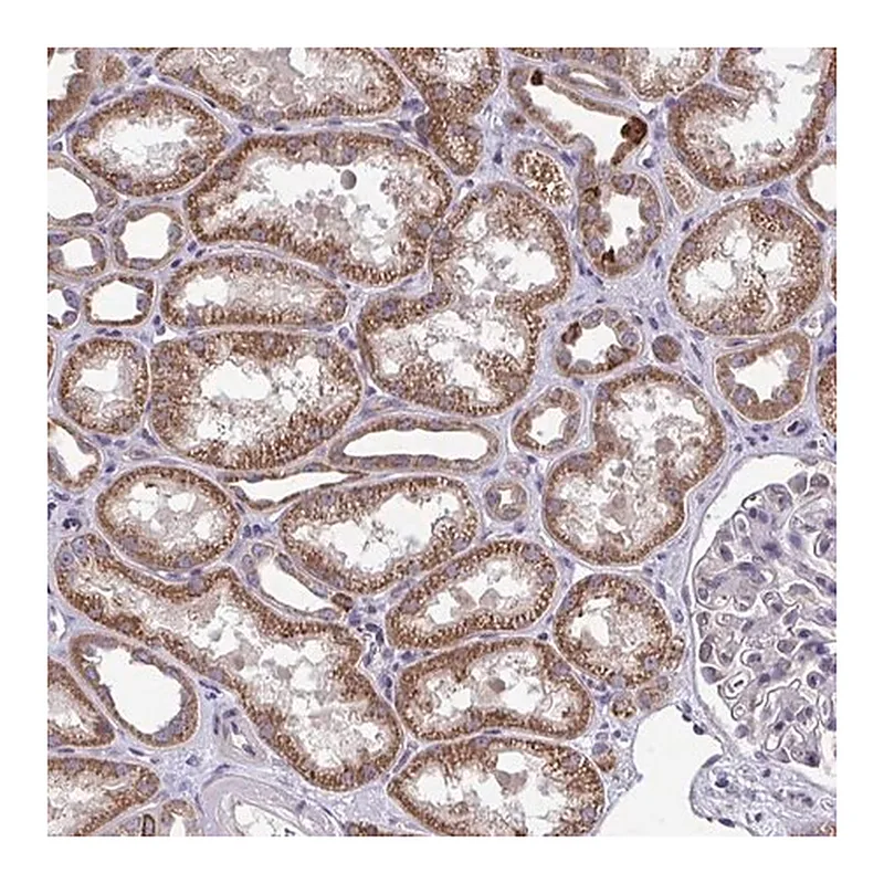 Merck Anti-XAF1 antibody produced in rabbit