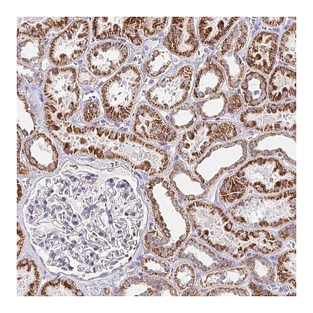 Merck Anti-EXOC5 antibody produced in rabbit