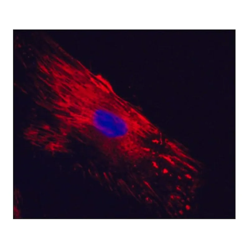 Merck Anti-Cellular Fibronectin antibody, Mouse monoclonal