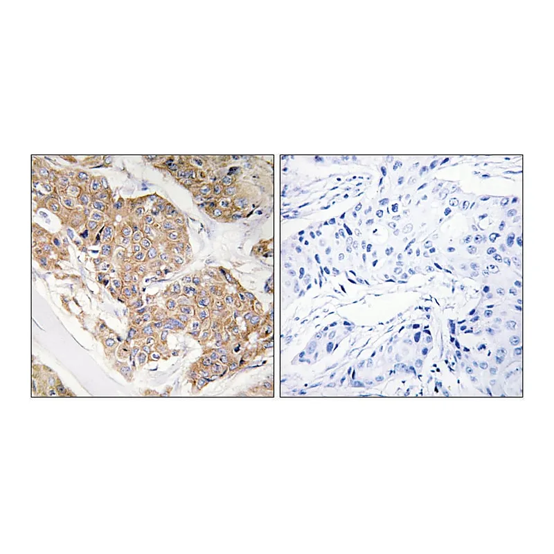 Merck Anti-IL-13R antibody produced in rabbit