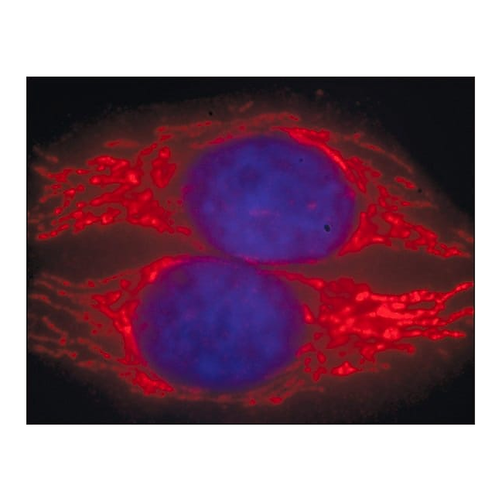 Merck Anti-Mouse IgG (H+L), CF(TM) 594 antibody produced in goat