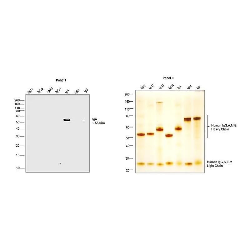 Thermo Fisher Scientific Mouse anti-Human IgA Secondary Antibody