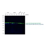 Thermo Fisher Scientific F(ab`)2-Goat anti-Mouse IgG (H+L) Secondary Antibody, Qdot 705