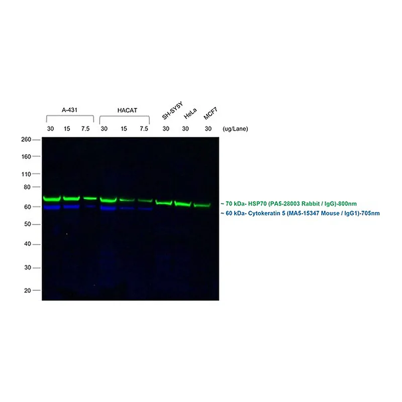 Thermo Fisher Scientific F(ab`)2-Goat anti-Mouse IgG (H+L) Secondary Antibody, Qdot 705