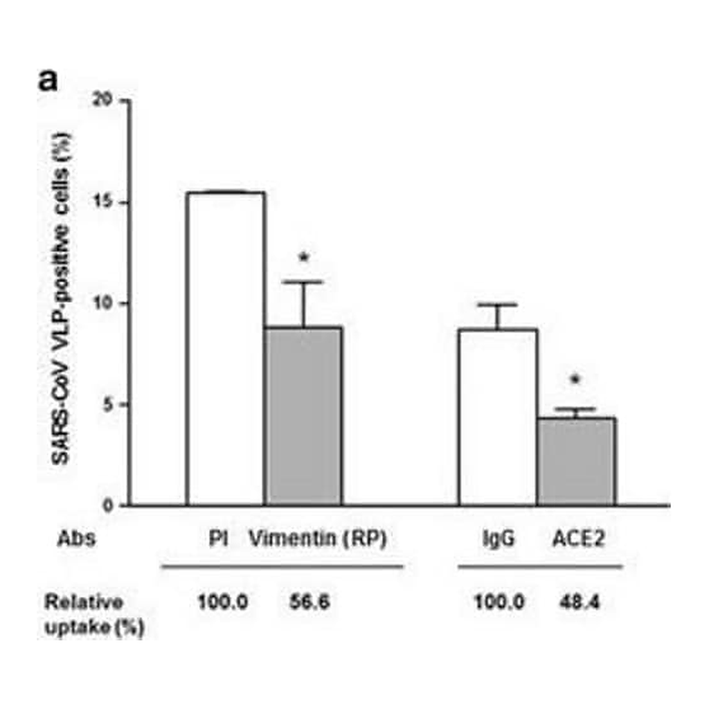 Merck Monoclonal Anti-Vimentin antibody produced in mouse