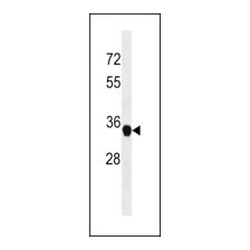 Merck ANTI-FAM164A(C-TERMINAL)