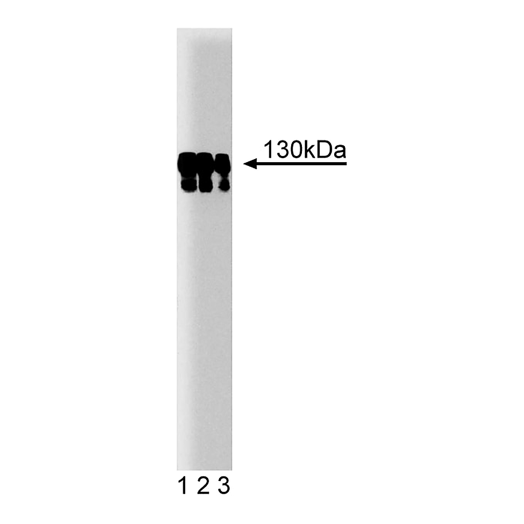 BD Purified Mouse Anti-p130 [Cas]