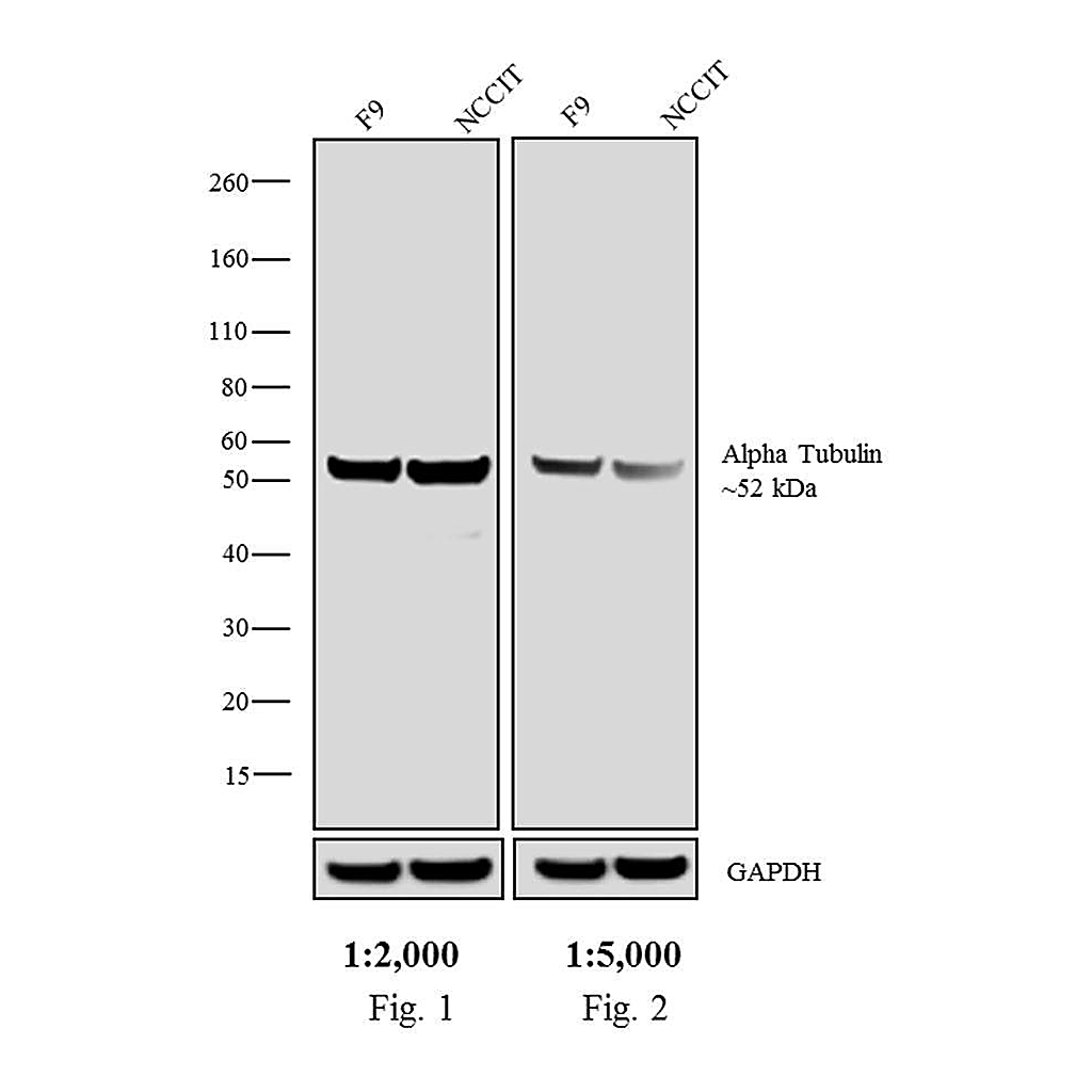 Thermo Fisher Scientific F(ab`)2-Rabbit anti-Rat IgG (H+L) Secondary Antibody, Biotin