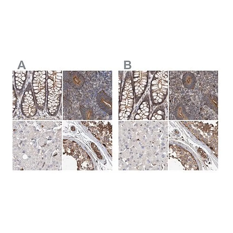 Merck Anti-SPECC1 antibody produced in rabbit