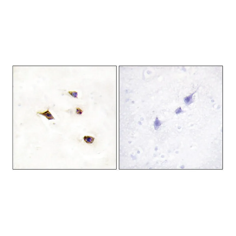 Merck Anti-IP6K3 antibody produced in rabbit