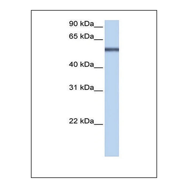 Merck Anti-LRRC8E antibody produced in rabbit