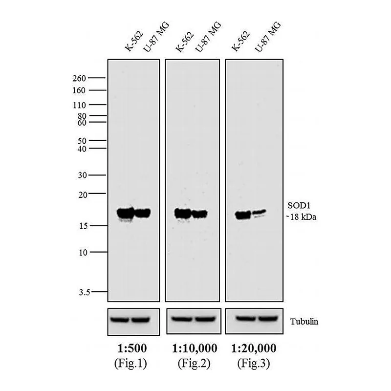 Thermo Fisher Scientific Goat anti-Mouse IgG Fc Cross-Adsorbed Secondary Antibody, Biotin
