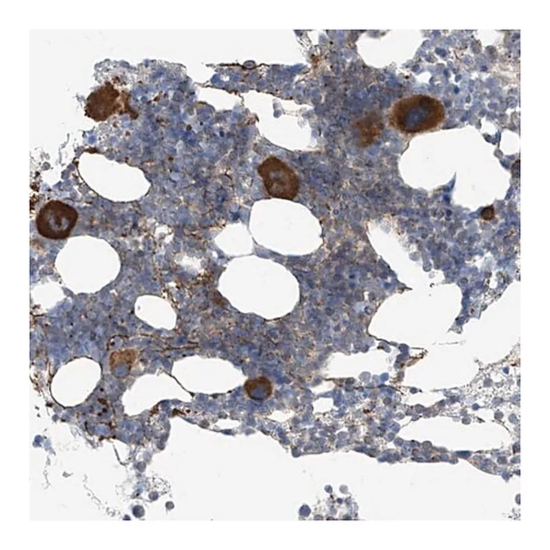 Merck Anti-NALCN antibody produced in rabbit