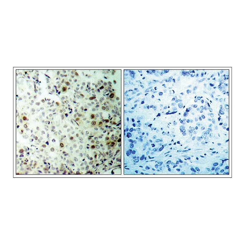 Merck Anti-phospho-CDK2 (pThr160) antibody produced in rabbit