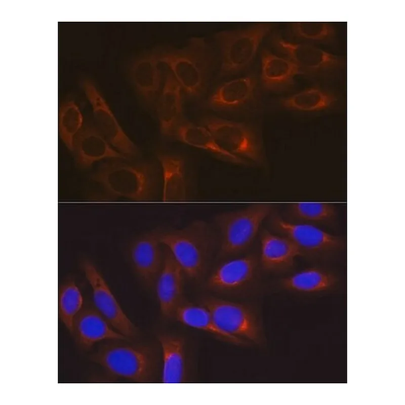 Merck Anti-HSP27/HSPB1 antibody produced in rabbit