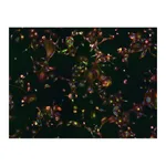 Thermo Fisher Scientific Goat anti-Rabbit IgG (H+L) Cross-Adsorbed ReadyProbes Secondary Antibody, Alexa Fluor 488