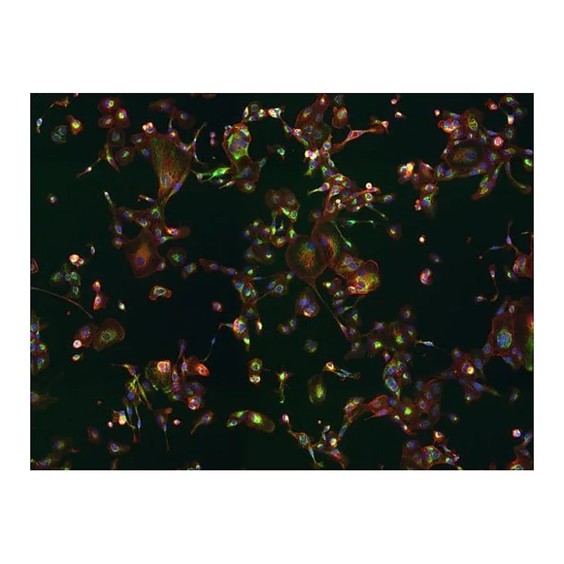 Thermo Fisher Scientific Goat anti-Rabbit IgG (H+L) Cross-Adsorbed ReadyProbes Secondary Antibody, Alexa Fluor 488