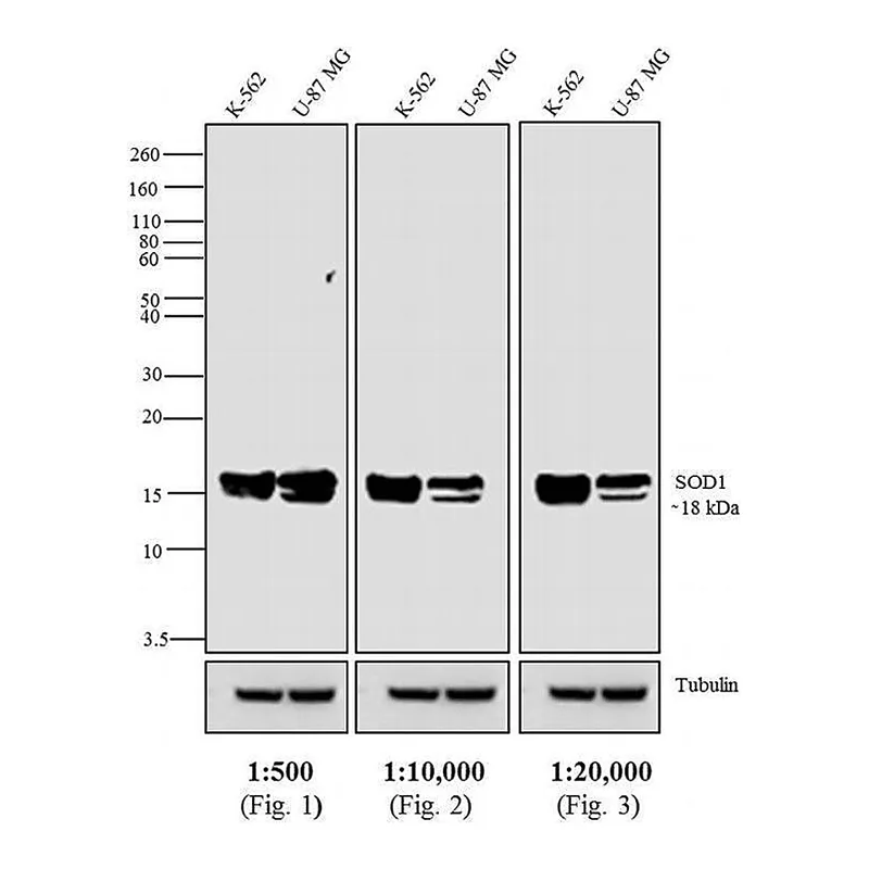 Thermo Fisher Scientific Goat anti-Mouse IgG Fc Secondary Antibody, AP