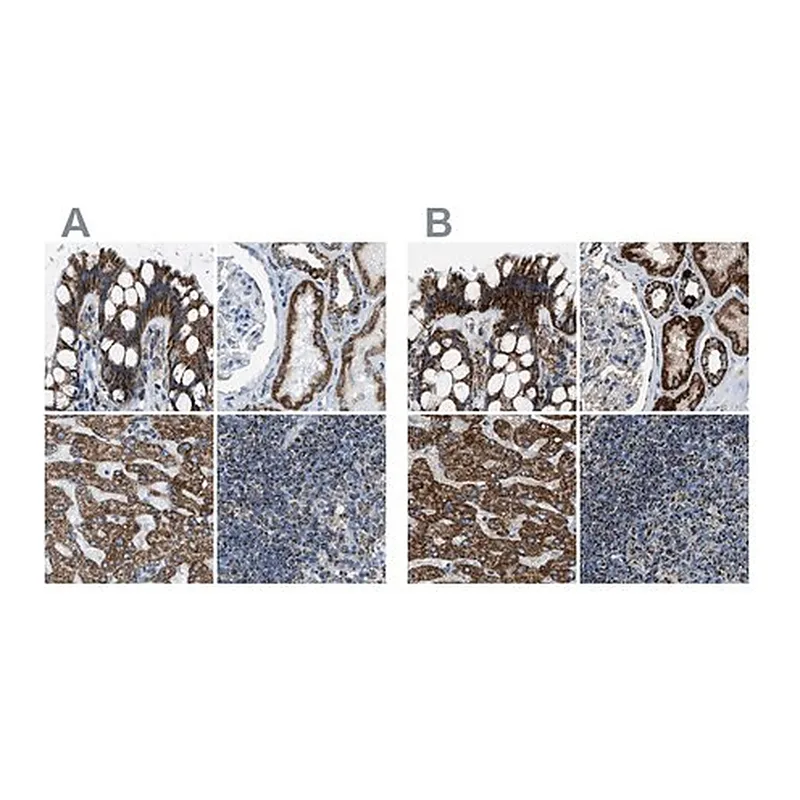 Merck Anti-MDH2 antibody produced in rabbit