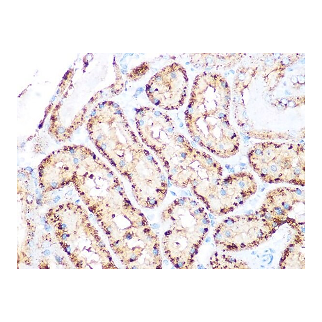 Merck Anti-Arp3 antibody produced in rabbit