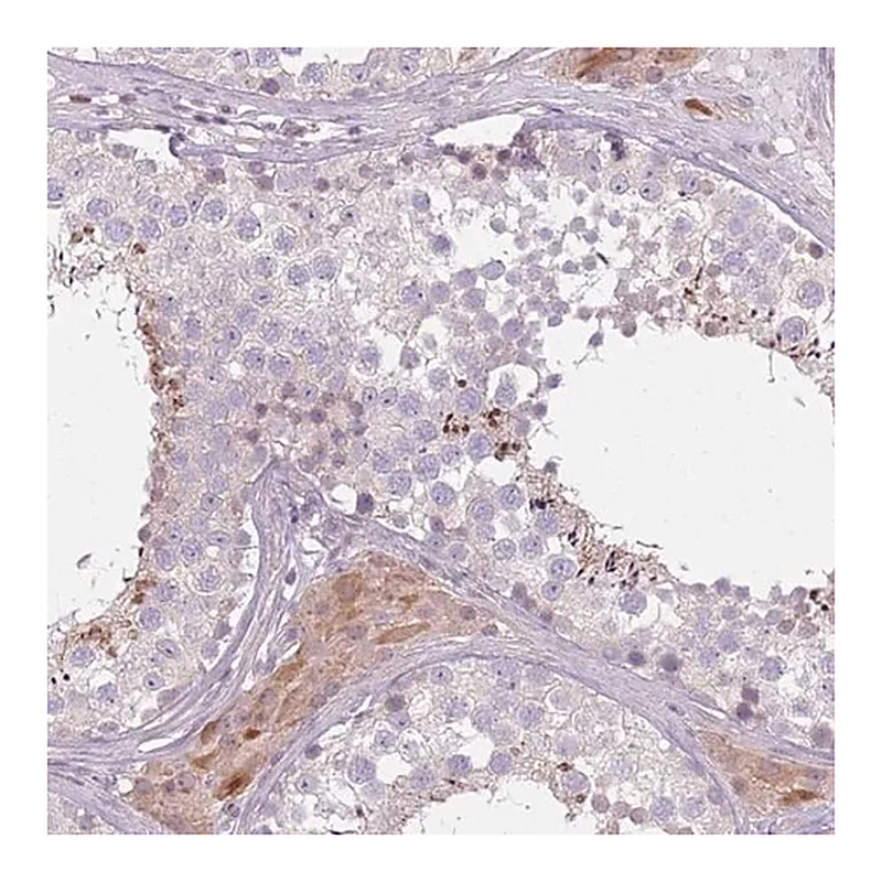 Merck Anti-SPAG4 antibody produced in rabbit
