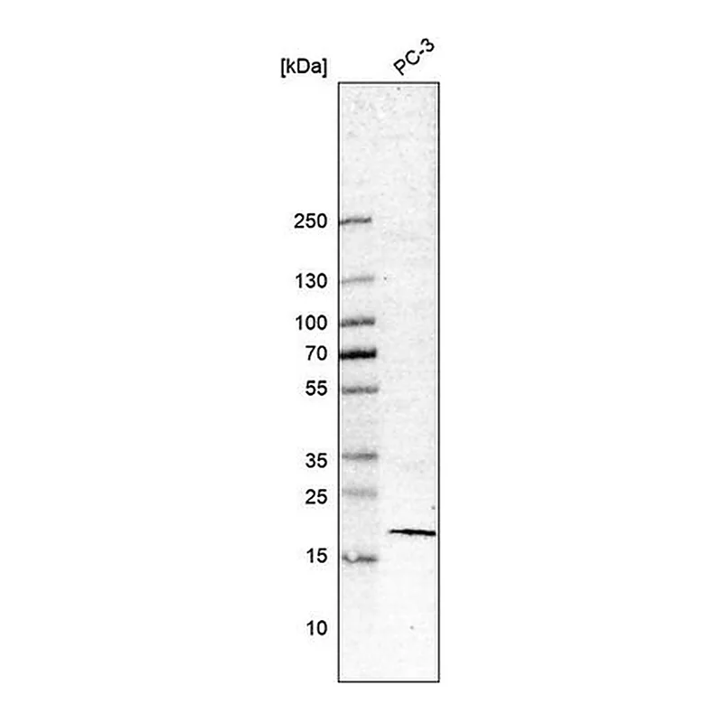 Merck Anti-BIRC5 antibody produced in mouse