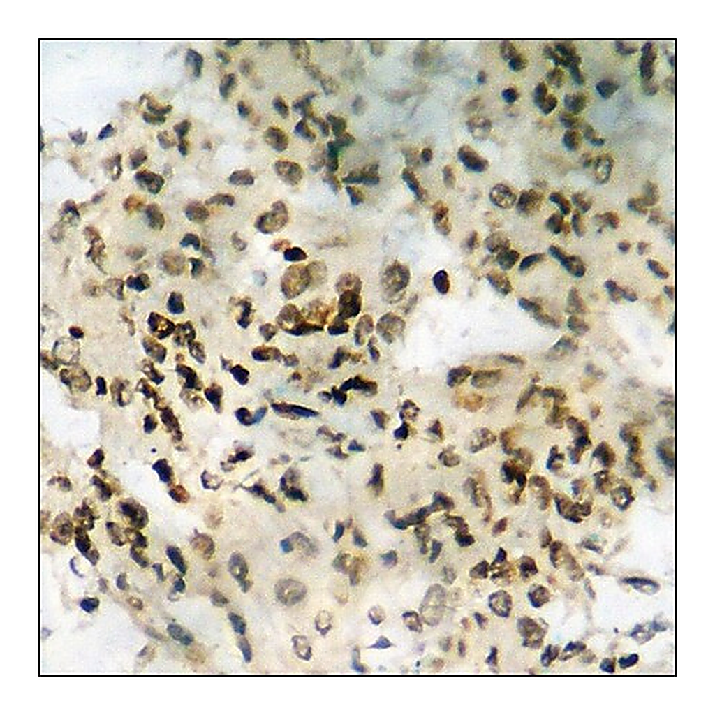 Merck Anti-phospho-RAD51 (pTyr315) antibody produced in rabbit