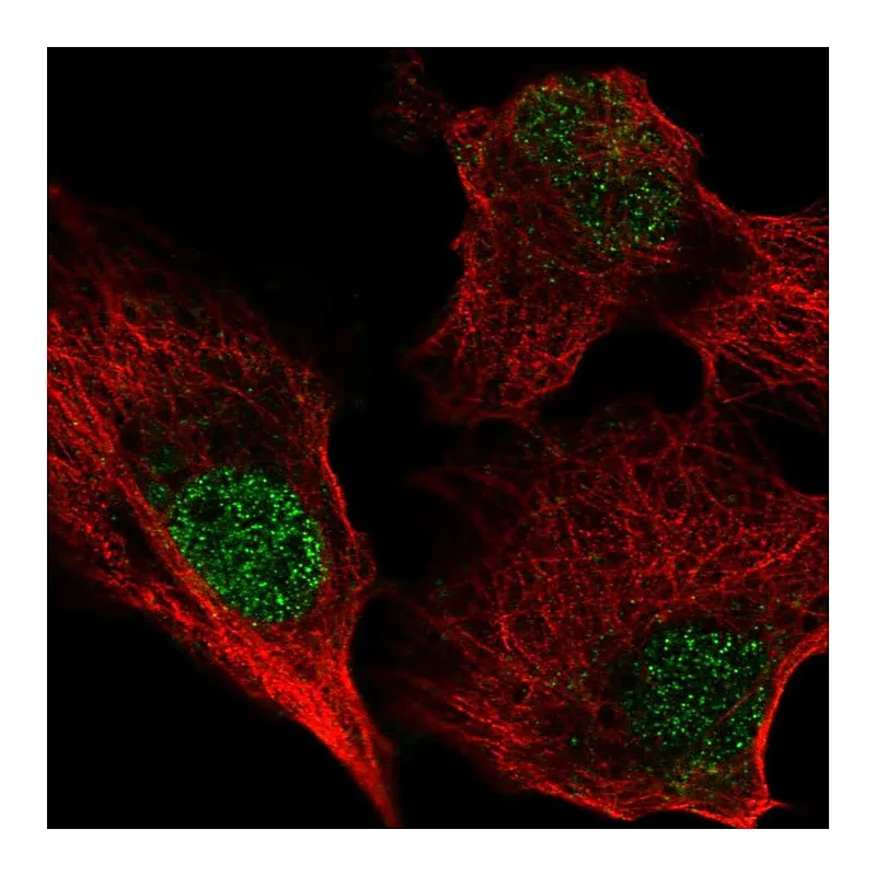 Atlas Antibodies Anti-BIRC7 Antibody