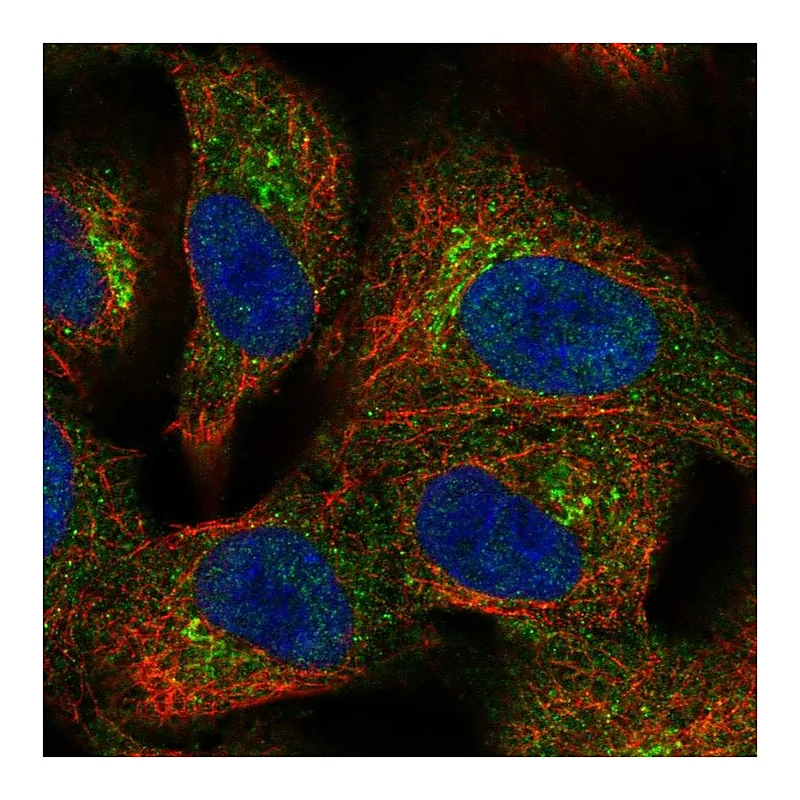 Atlas Antibodies Anti-BIRC6 Antibody