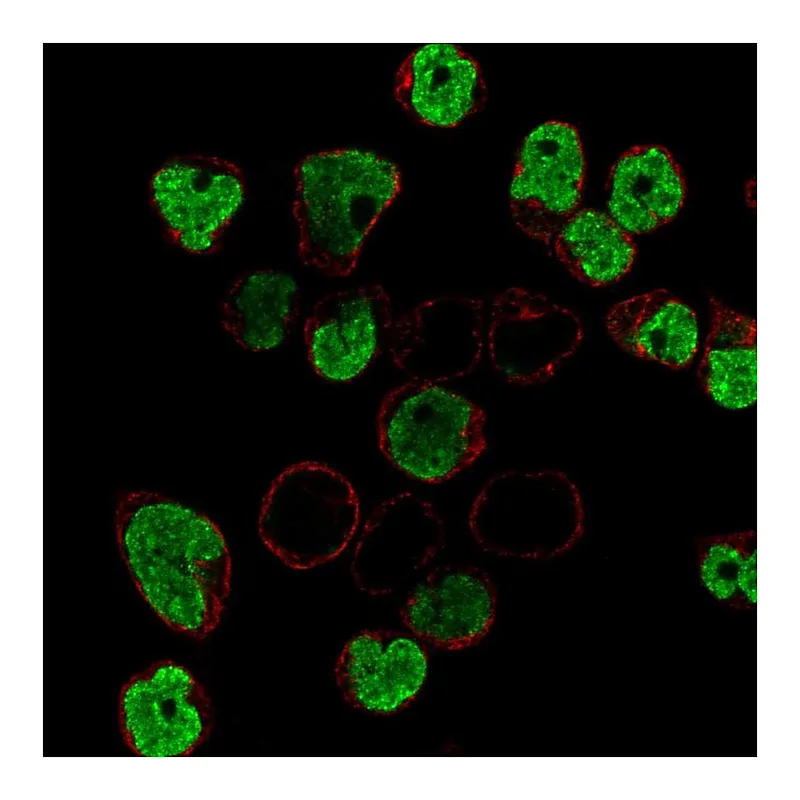Atlas Antibodies Anti-BLK Antibody