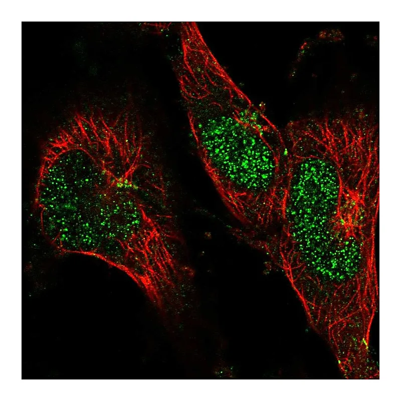 Atlas Antibodies Anti-BLZF1 Antibody