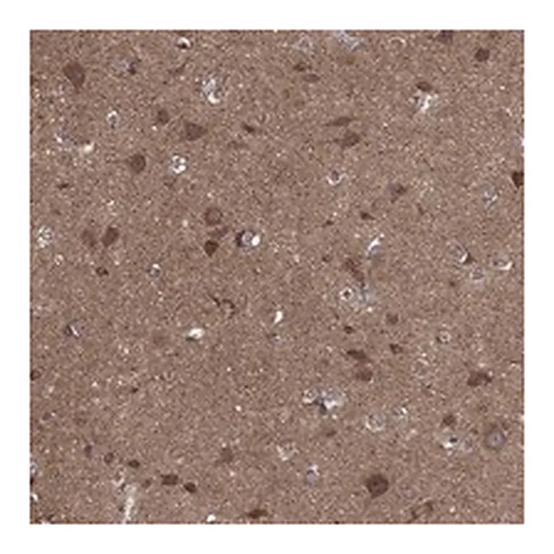 Atlas Antibodies Anti-BMERB1 Antibody