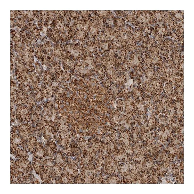 Atlas Antibodies Anti-BMP2K Antibody