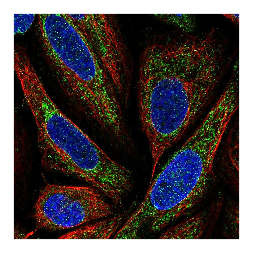Atlas Antibodies Anti-BMP6 Antibody