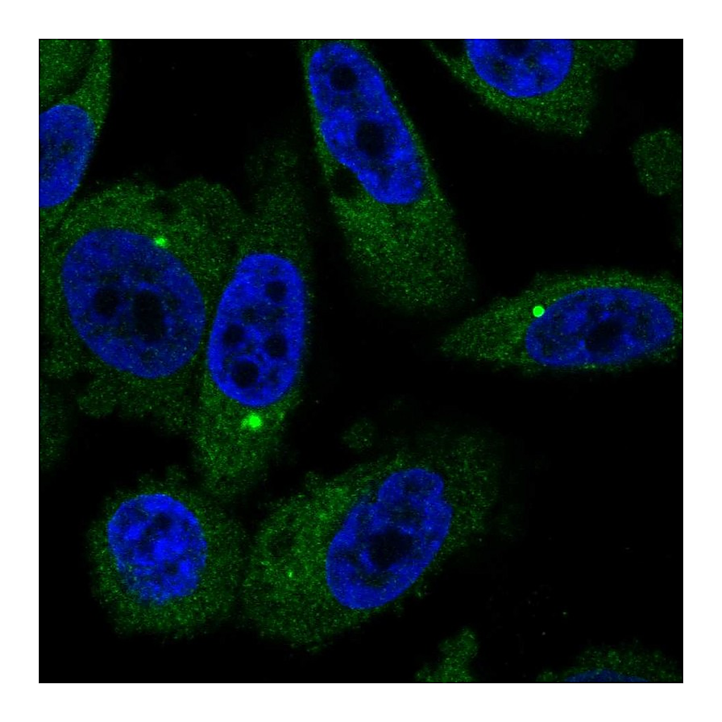 Atlas Antibodies Anti-BMT2 Antibody