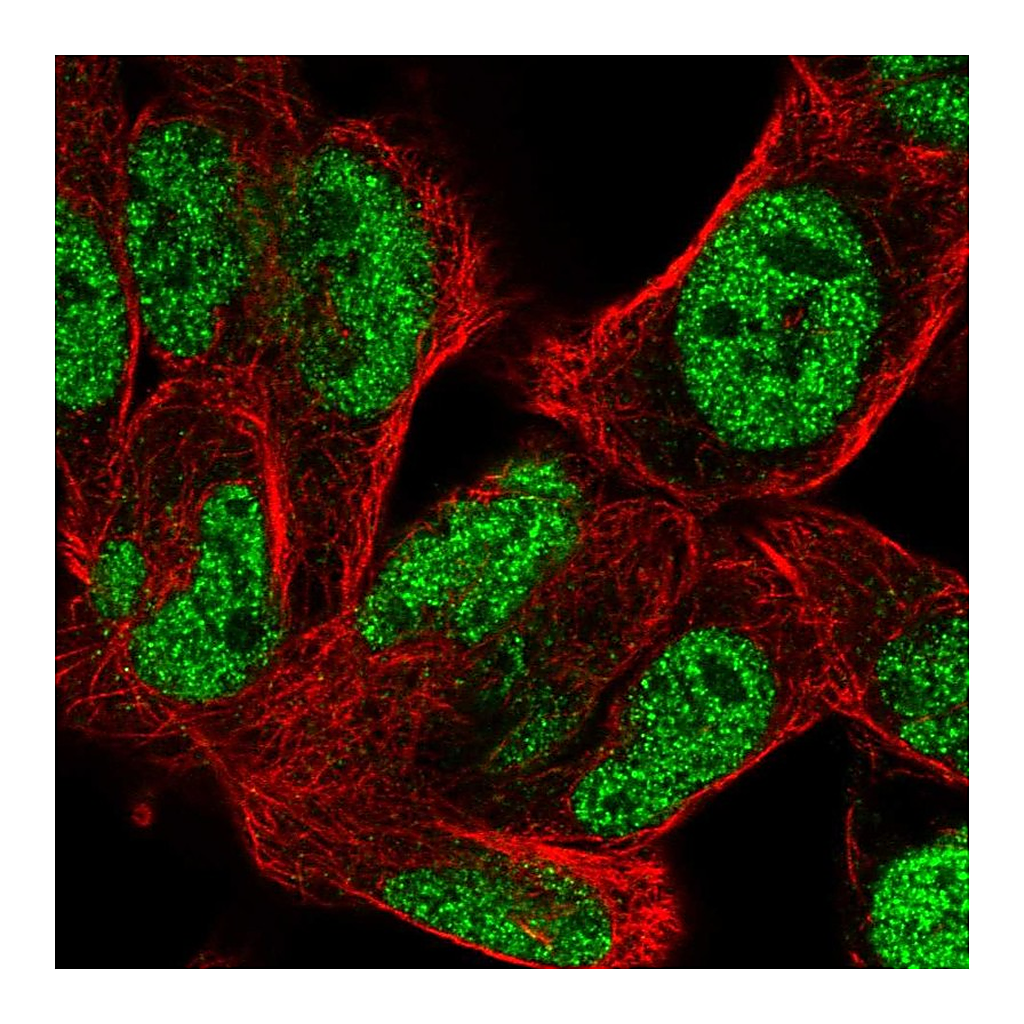 Atlas Antibodies Anti-BOC Antibody
