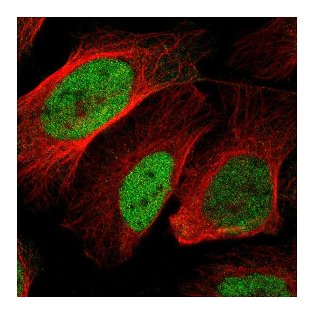 Atlas Antibodies Anti-BOC Antibody