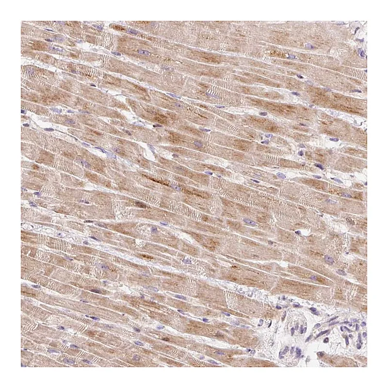 Atlas Antibodies Anti-BOLA3 Antibody