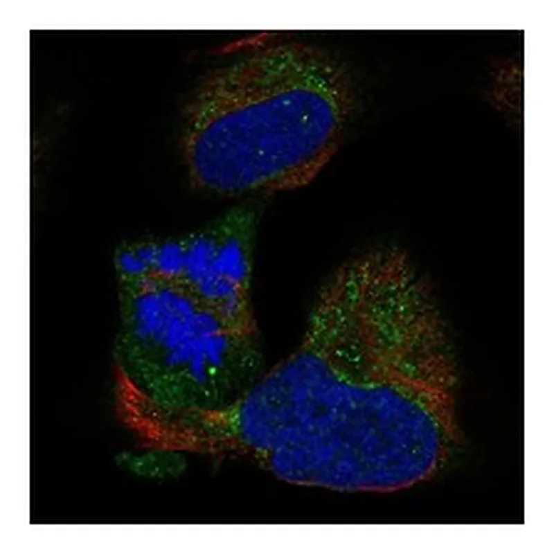 Atlas Antibodies Anti-BOLA3 Antibody