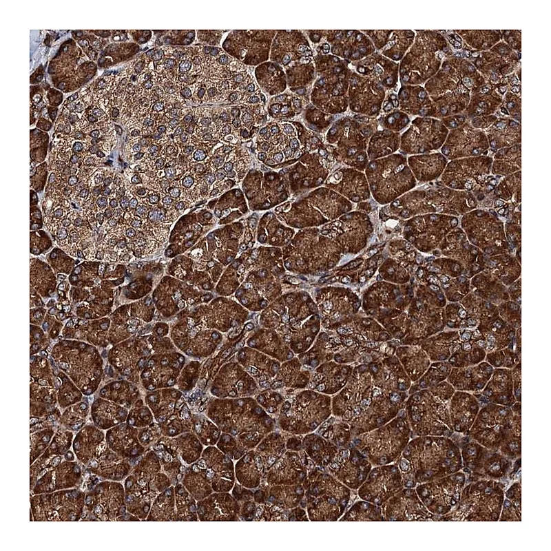 Atlas Antibodies Anti-BORA Antibody