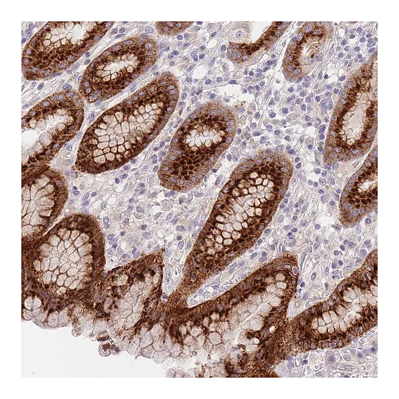 Atlas Antibodies Anti-BORCS5 Antibody