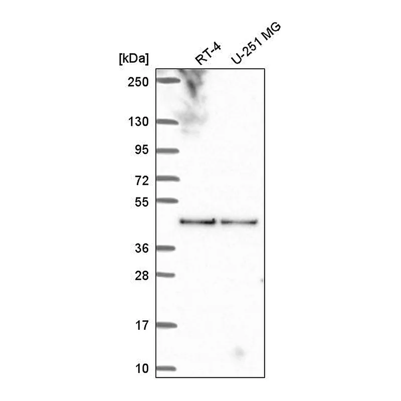 Atlas Antibodies Anti-BORCS6 Antibody