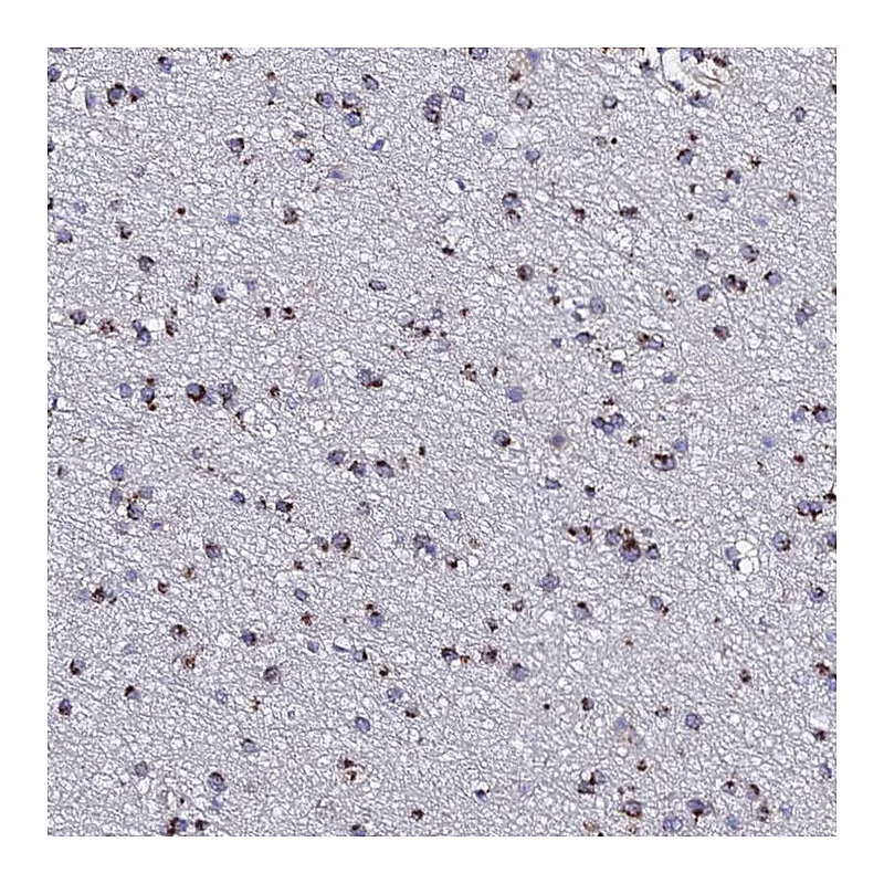 Atlas Antibodies Anti-BORCS8 Antibody